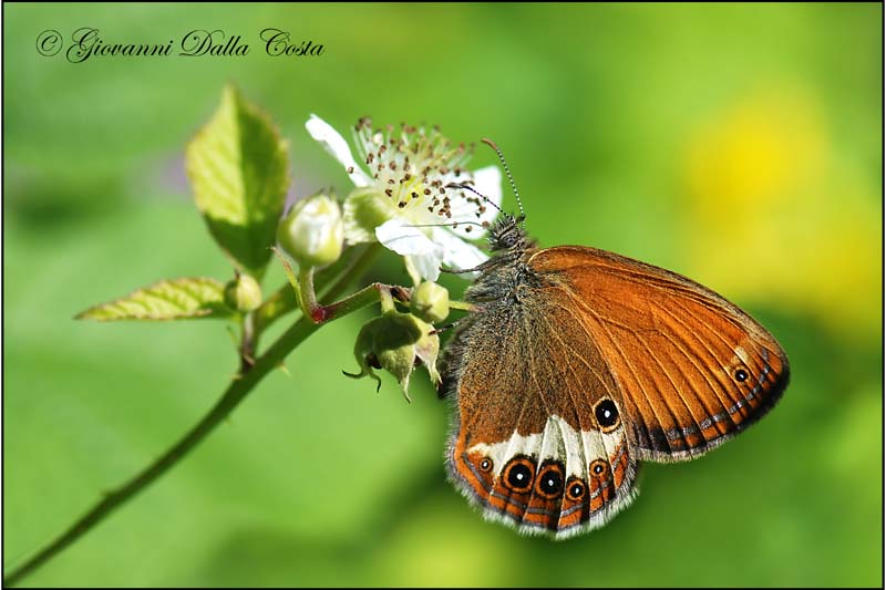 due Coenonympha ?